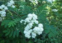 European mountain-ash or rowan (<em>Sorbus aucuparia</em>)
