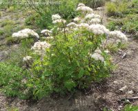 white or birchleaf spirea (<em>Spiraea lucida</em>)