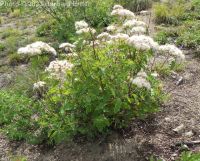 white or birchleaf spirea (<em>Spiraea lucida</em>)