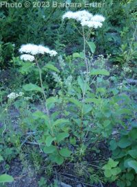 white or birchleaf spirea (<em>Spiraea lucida</em>)
