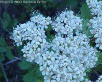 white or birchleaf spirea (<em>Spiraea lucida</em>)