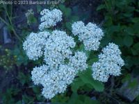 white or birchleaf spirea (<em>Spiraea lucida</em>)