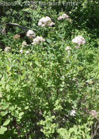 pyramidal spirea (<em>Spiraea pyramidata</em>)