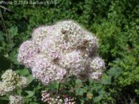 pyramidal spirea (<em>Spiraea pyramidata</em>)