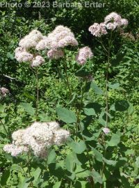 pyramidal spirea (<em>Spiraea pyramidata</em>)