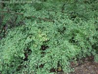 common snowberry (<em>Symphoricarpos albus var. laevigatus</em>)
