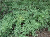common snowberry (<em>Symphoricarpos albus var. laevigatus</em>)