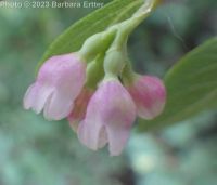common snowberry (<em>Symphoricarpos albus var. laevigatus</em>)