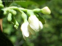 common snowberry (<em>Symphoricarpos albus var. laevigatus</em>)