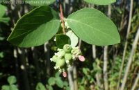 common snowberry (<em>Symphoricarpos albus var. laevigatus</em>)