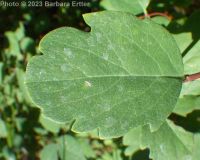 common snowberry (<em>Symphoricarpos albus var. laevigatus</em>)