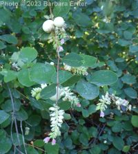 common snowberry (<em>Symphoricarpos albus var. laevigatus</em>)