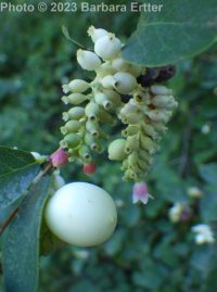 common snowberry (<em>Symphoricarpos albus var. laevigatus</em>)