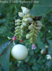common snowberry (<em>Symphoricarpos albus var. laevigatus</em>)