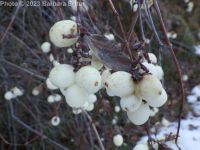 common snowberry (<em>Symphoricarpos albus var. laevigatus</em>)
