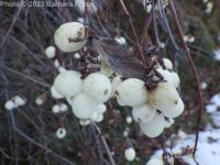 common snowberry (<em>Symphoricarpos albus var. laevigatus</em>)