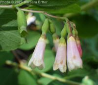 mountain snowberry (<em>Symphoricarpos rotundifolius var. vaccinioides</em>)