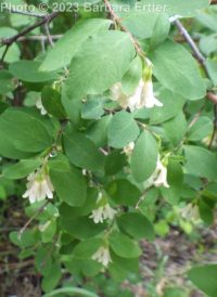 mountain snowberry (<em>Symphoricarpos rotundifolius var. vaccinioides</em>)