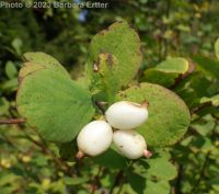 mountain snowberry (<em>Symphoricarpos rotundifolius var. vaccinioides</em>)
