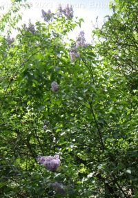 lilac (<em>Syringa vulgaris</em>)