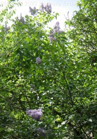lilac (<em>Syringa vulgaris</em>)