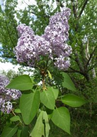 lilac (<em>Syringa vulgaris</em>)