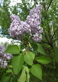 lilac (<em>Syringa vulgaris</em>)