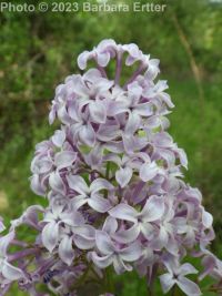 lilac (<em>Syringa vulgaris</em>)