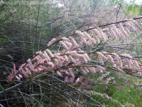 small-flowered tamarisk or salt-cedar (<em>Tamarix parviflora</em>)