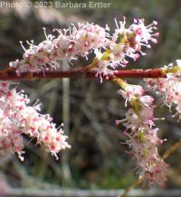 small-flowered tamarisk or salt-cedar (<em>Tamarix parviflora</em>)