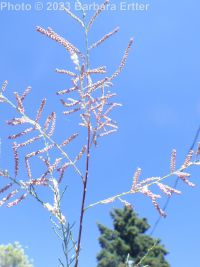 pink salt-cedar (<em>Tamarix ramosissima</em>)