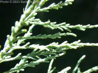 pink salt-cedar (<em>Tamarix ramosissima</em>)