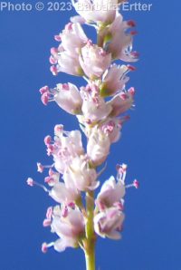 pink salt-cedar (<em>Tamarix ramosissima</em>)