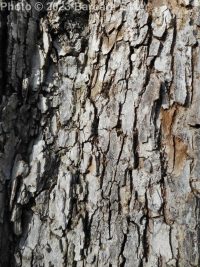 American elm (<em>Ulmus americana</em>)
