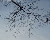 American elm (<em>Ulmus americana</em>)