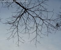 American elm (<em>Ulmus americana</em>)