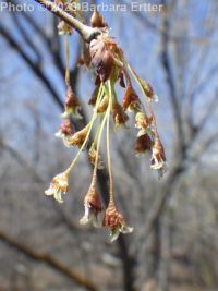 American elm (<em>Ulmus americana</em>)
