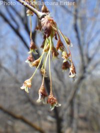American elm (<em>Ulmus americana</em>)