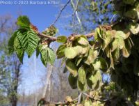 American elm (<em>Ulmus americana</em>)