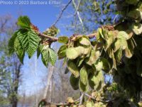 American elm (<em>Ulmus americana</em>)
