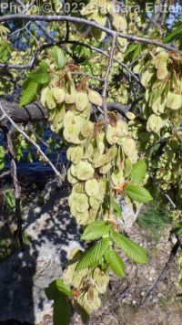 American elm (<em>Ulmus americana</em>)