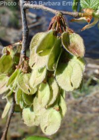 American elm (<em>Ulmus americana</em>)