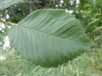 American elm (<em>Ulmus americana</em>)