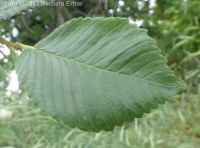 American elm (<em>Ulmus americana</em>)