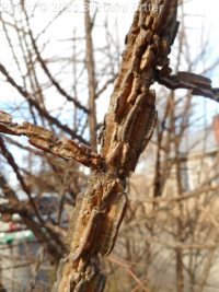 English elm (<em>Ulmus procera</em>)