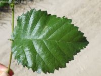 English elm (<em>Ulmus procera</em>)