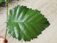 English elm (<em>Ulmus procera</em>)