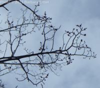 English elm (<em>Ulmus procera</em>)