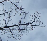 English elm (<em>Ulmus procera</em>)