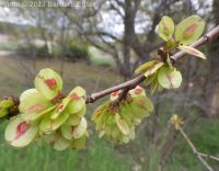 English elm (<em>Ulmus procera</em>)